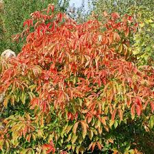 Attēlu rezultāti vaicājumam “Aesculus x neglecta”