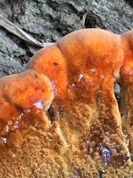 Attēlu rezultāti vaicājumam “Phellinus ferruginosus”