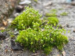 Attēlu rezultāti vaicājumam “Physcomitrium pyriforme”