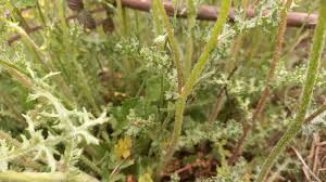 Attēlu rezultāti vaicājumam “Senecio vernalis leaf”