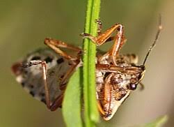 Attēlu rezultāti vaicājumam “Pinthaeus sanguinipes imago”