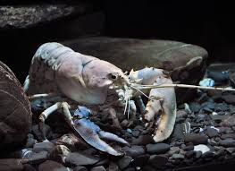Image result for Homarus gammarus