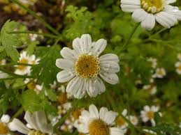Image result for Tanacetum parthenium