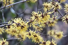 Attēlu rezultāti vaicājumam “Hamamelis mollis”