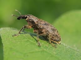 Attēlu rezultāti vaicājumam “Cleonis pigra”