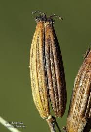 Image result for Chaerophyllum aureum