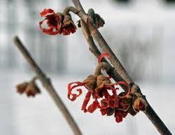 Attēlu rezultāti vaicājumam “Hamamelis japonica bud”