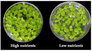 Attēlu rezultāti vaicājumam “Lemna gibba”