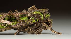 Attēlu rezultāti vaicājumam “Trachea atriplicis”