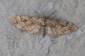 Attēlu rezultāti vaicājumam “Eupithecia lanceata”