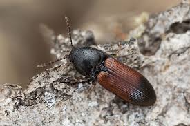 Attēlu rezultāti vaicājumam “Ampedus balteatus”