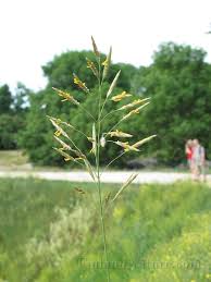 Attēlu rezultāti vaicājumam “Bromopsis inermis”