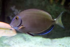 Image result for Acanthurus bahianus