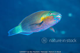 Image result for Chlorurus sordidus