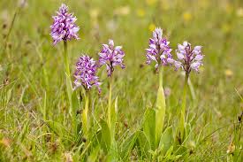 Attēlu rezultāti vaicājumam “Orchis militaris flower”