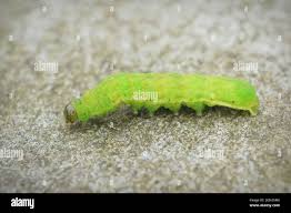 Attēlu rezultāti vaicājumam “Phlogophora meticulosa”