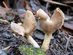 Attēlu rezultāti vaicājumam “Helvella”