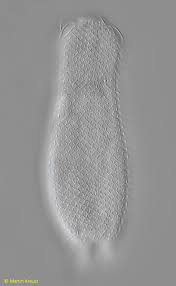 Attēlu rezultāti vaicājumam “Gloeocapsa rupestris”