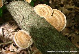 Attēlu rezultāti vaicājumam “Daedaleopsis confragosa”