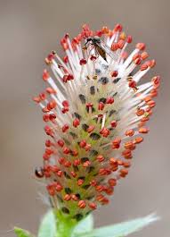 Attēlu rezultāti vaicājumam “Salix myrsinifolia male flower”