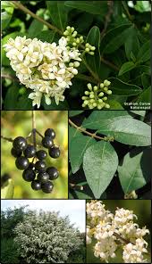 Attēlu rezultāti vaicājumam “Ligustrum vulgare”