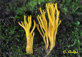 Attēlu rezultāti vaicājumam “Calocera viscosa”
