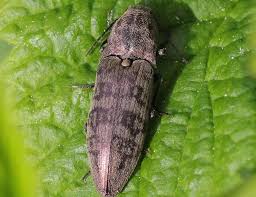 Attēlu rezultāti vaicājumam “Actenicerus sjaelandicus”