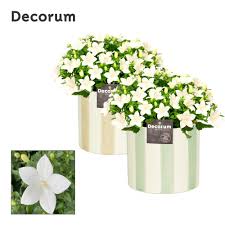 Image result for Campanula isophylla