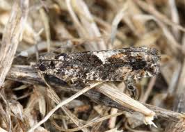 Attēlu rezultāti vaicājumam “Epinotia immundana”