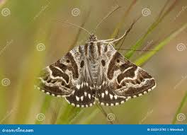 Attēlu rezultāti vaicājumam “Callistege mi”