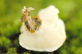 Attēlu rezultāti vaicājumam “Antrodiella semisupina”