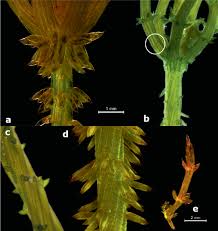 Attēlu rezultāti vaicājumam “Chara tomentosa”