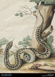 Attēlu rezultāti vaicājumam “Vipera berus”