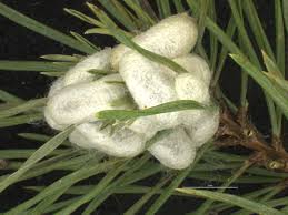 Attēlu rezultāti vaicājumam “Neodiprion sertifer larva”