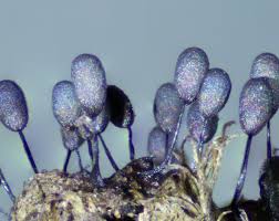 Attēlu rezultāti vaicājumam “Lamproderma ovoideum macro”