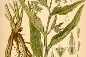 Image result for Symphytum officinale