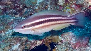 Image result for Scarus taeniopterus