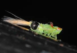 Attēlu rezultāti vaicājumam “Aphodius sp. imago”