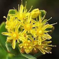 Attēlu rezultāti vaicājumam “Rhodiola rosea flower”