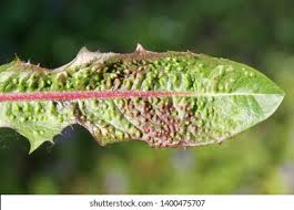 Attēlu rezultāti vaicājumam “Trioza dispar”