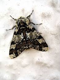 Attēlu rezultāti vaicājumam “Biston strataria”