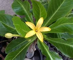 Attēlu rezultāti vaicājumam “Eleocharis quinqueflora flower”