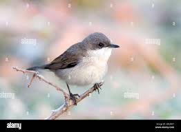 Attēlu rezultāti vaicājumam “Sylvia curruca”