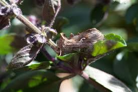 Attēlu rezultāti vaicājumam “Autographa excelsa”