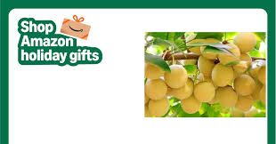 Attēlu rezultāti vaicājumam “Ginkgo biloba fruit”