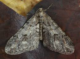 Attēlu rezultāti vaicājumam “Agriopis leucophaearia”