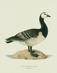 Attēlu rezultāti vaicājumam “Branta leucopsis”