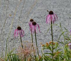 Image result for Echinacea pallida