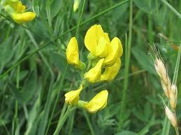 Attēlu rezultāti vaicājumam “Lathyrus pratensis leaf”