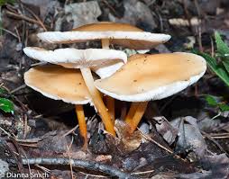 Attēlu rezultāti vaicājumam “Collybia sp.”